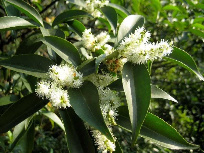 Symplocos lancifolia